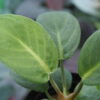 Rooted ! Homalomena sp.  Aceh sumatera LA  Rec114 F1 - 画像 (4)
