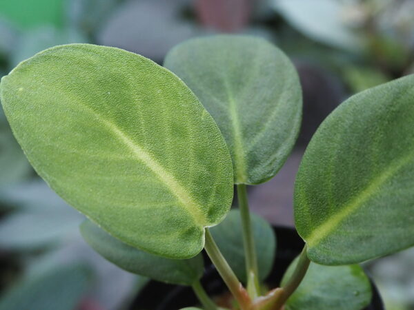 Rooted ! Homalomena sp.  Aceh sumatera LA  Rec114 F1 - 画像 (4)