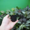 Rooted ! Homalomena sp.  Aceh sumatera LA  Rec114 F1 - 画像 (3)