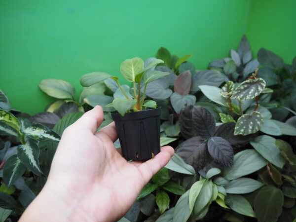 Rooted ! Homalomena sp.  Aceh sumatera LA  Rec114 F1 - 画像 (3)